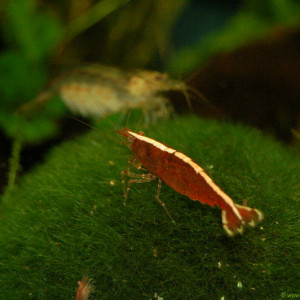 Neocaridina sp. zeylanica