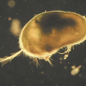 Ostracoda