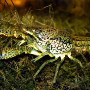 Procambarus fallax