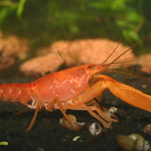 Procambarus milleri