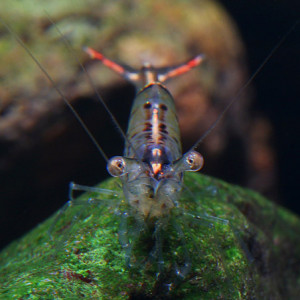 Xiphocaris elongata