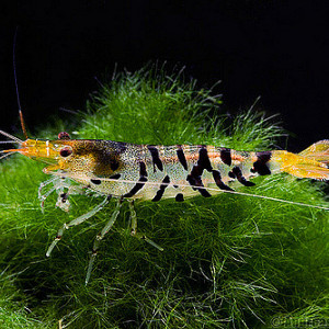 ZZ Caridina cf cantonensis