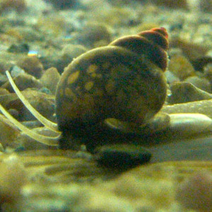 Bithynia tentaculata