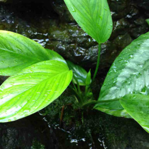 Aglaonema simplex