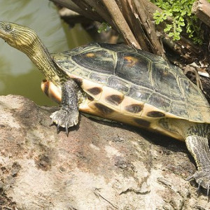 Mauremys sinensis