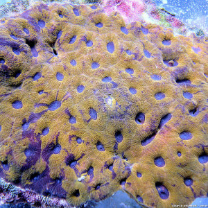 Acanthastrea echinata