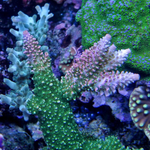 Acropora abrotanoides