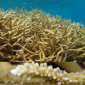 Acropora acuminata