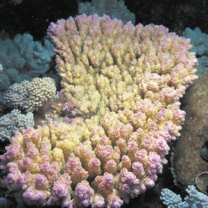 Acropora anthocercis