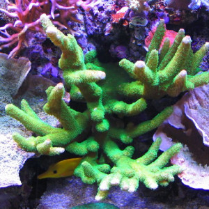 Acropora aspera