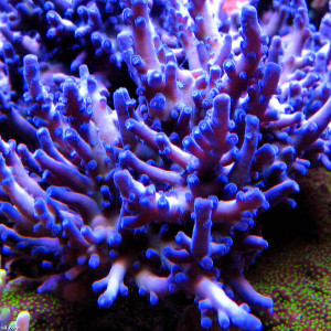 Acropora carduus