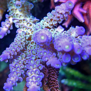 Acropora cerealis