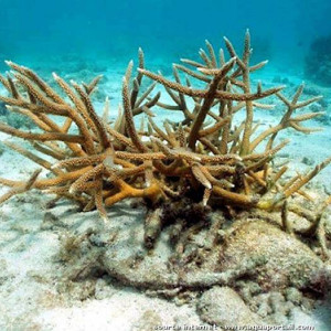 Acropora cervicornis