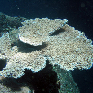 Acropora cytherea