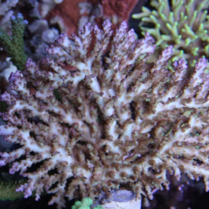 Acropora desalwii