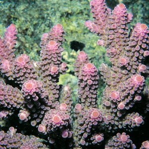 Acropora digitifera