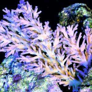 Acropora echinata