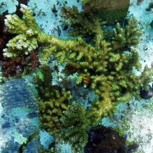 Acropora florida