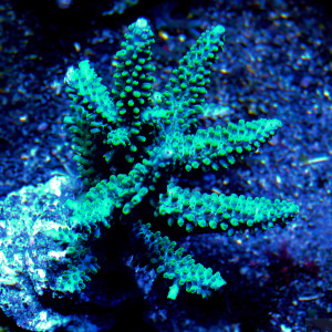 Acropora formosa