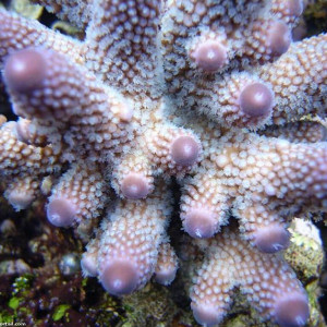 Acropora gemmifera