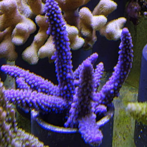 Acropora grandis