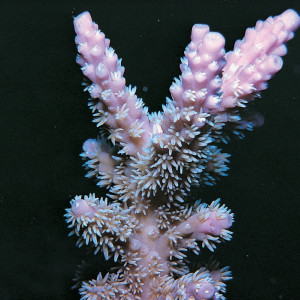 Acropora horrida