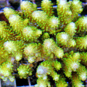 Acropora humilis