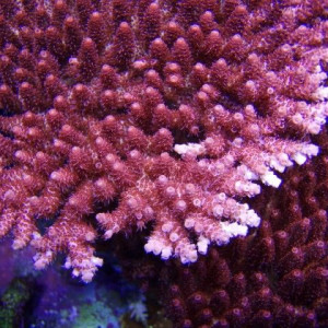 Acropora hyacinthus