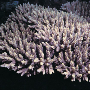 Acropora latistella