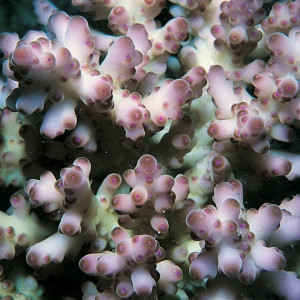 Acropora loripes