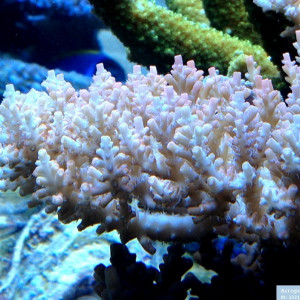 Acropora microclados