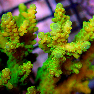 Acropora mirabilis