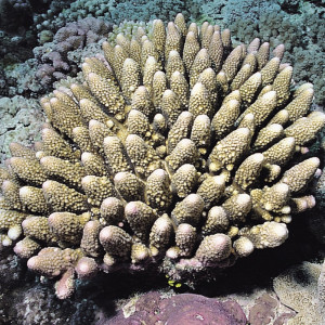 Acropora monticulosa