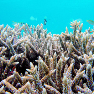 Acropora muricata