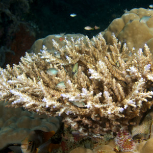 Acropora nasuta