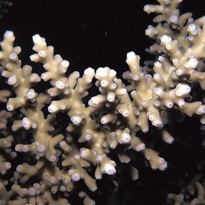 Acropora navini