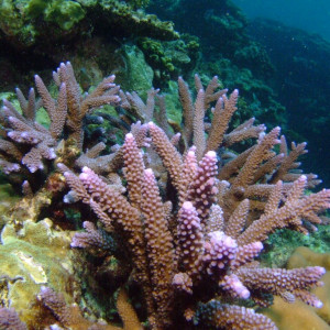 Acropora nobilis