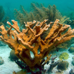 Acropora palmata