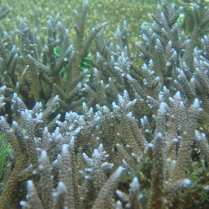 Acropora parilis