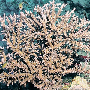 Acropora pharaonis