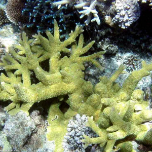 Acropora robusta