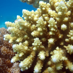 Acropora rosaria