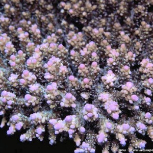 Acropora secale