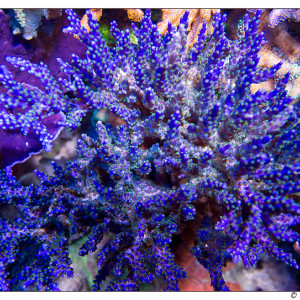 Acropora selago