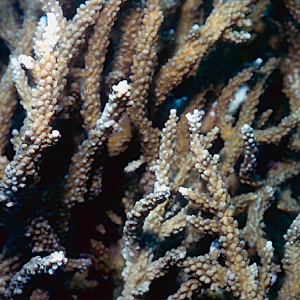 Acropora sirikitiae