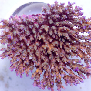 Acropora solitaryensis