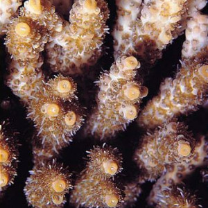 Acropora spicifera