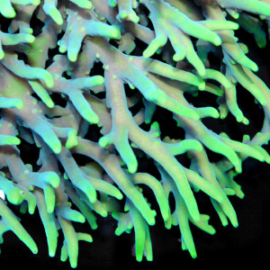 Acropora suharsonoi