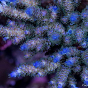 Acropora tenuis