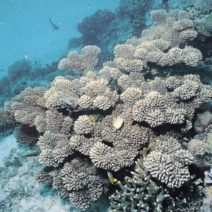 Acropora vermiculata